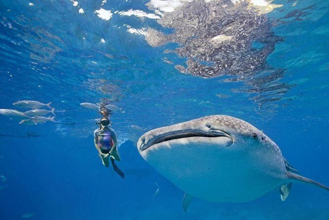 Oslob Whale Shark & Tumalog Falls & Kawasan Falls Canyoneering - Should you book this Cebu whale shark + falls + canyoneering tour?