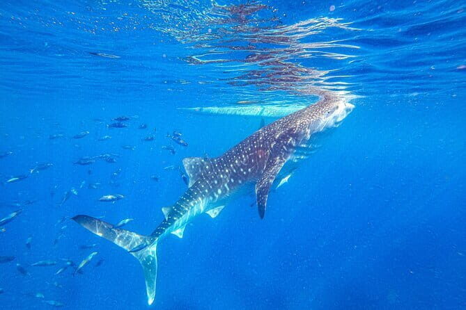 Oslob Whale Shark & Tumalog Waterfalls & Sumilon Sandbar - Key highlights to know before you go