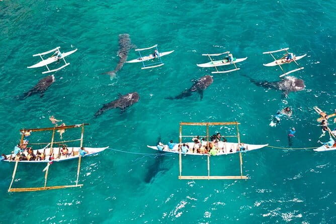 Oslob Whale Shark & Tumalog Waterfalls & Sumilon Sandbar - Cebu pickup at 3:00 a.m.: the logistics that shape your whole day
