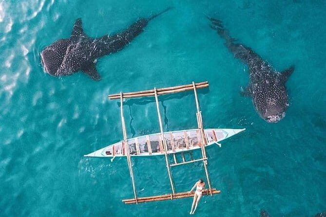 Oslob Whale Shark & Tumalog Waterfalls & Sumilon Sandbar - Oslob and BCD’s Place: the whale shark snorkel block you plan your day around
