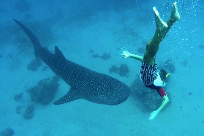 Oslob Whale Shark Watching - 4:00am Pickup From Cebu City: The Real Reason You’ll Love (or Hate) This