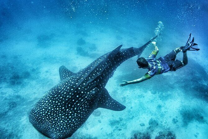 Oslob Whale Shark Watching + Kawasan Falls Day Tour - The 4:00 am Start: Why It Matters in Cebu