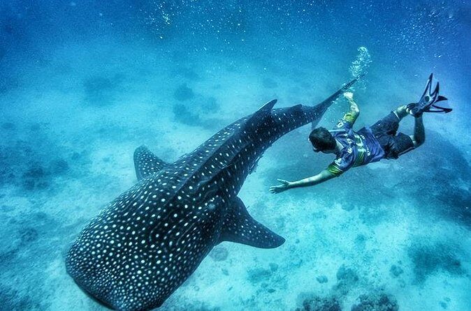 Oslob Whale Shark Watching + Kawasan Falls Day Tour - Who This Tour Fits Best (and Who Might Feel Strained)
