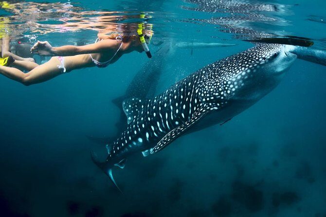Oslob Whale Shark Watching - Oslob Whale Shark Watching: Swim Time, Boat Time, and What to Expect