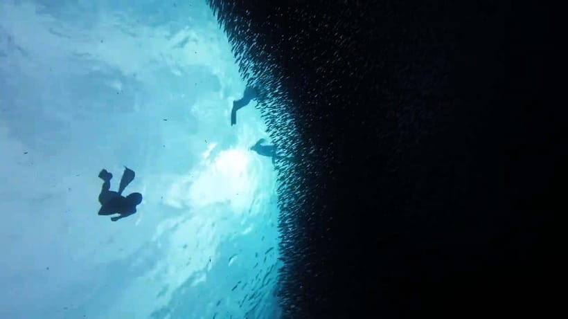 Oslob: Whale Sharks, Inambakan Falls & Moalboal Sardines - Moalboal sardine run: millions of fish, short attention span, big spectacle