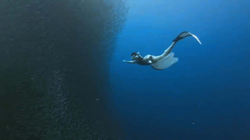 Oslob: Whale Sharks, Inambakan Falls & Moalboal Sardines - Guides and driving: why the right operator matters