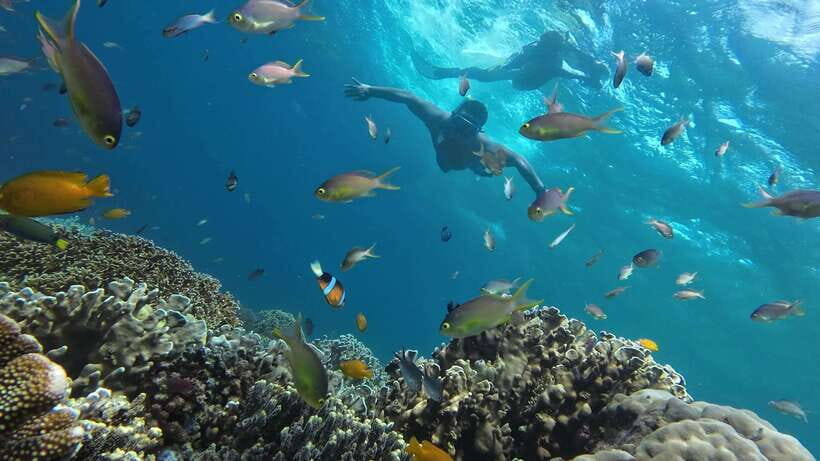Oslob: Whale Sharks, Inambakan Falls & Moalboal Sardines - Who should book this tour (and who should skip it)