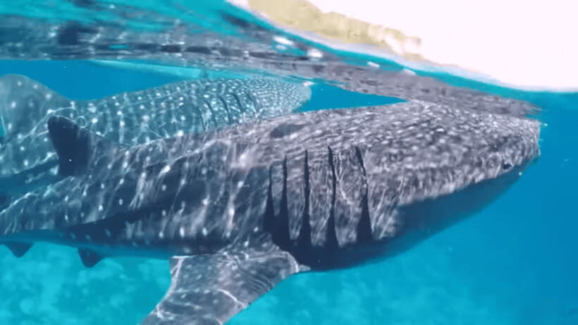 Oslob: Whale Sharks, Tumalog Falls & Sumilon Trio Adventure - Oslob Whale Sharks: the moment you’ll remember