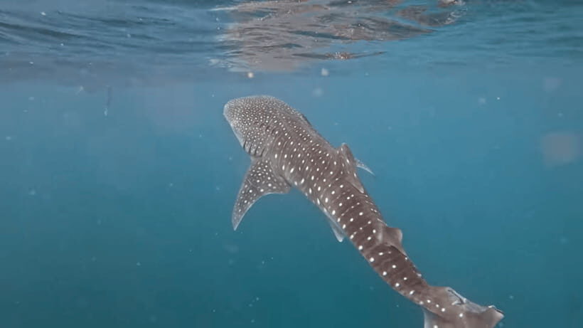 Oslob: Whale Sharks, Tumalog Falls & Sumilon Trio Adventure - Sumilon Island: white sand, snorkeling time, and activities for different moods