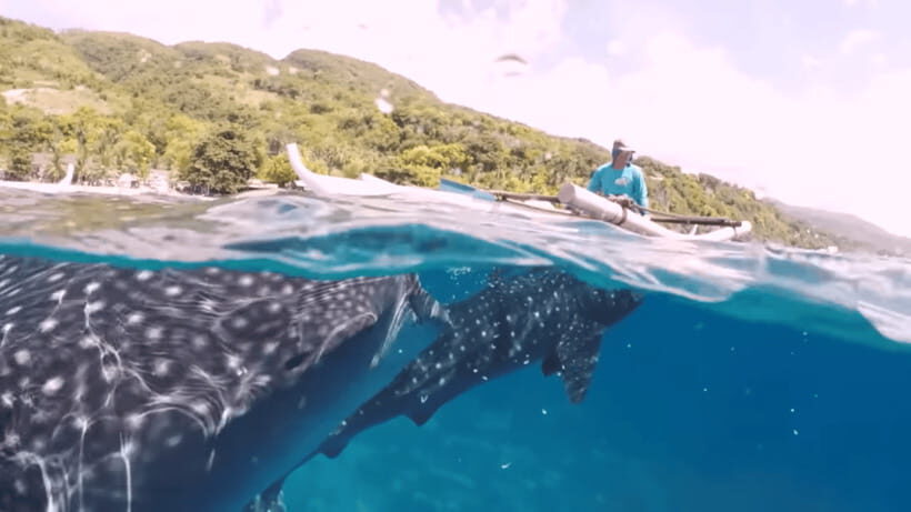 Oslob: Whale Sharks, Tumalog Falls & Sumilon Trio Adventure - What the $103 price includes (and why it can be good value)