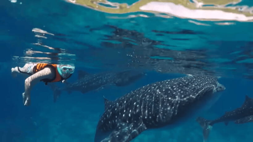 Oslob: Whale Sharks, Tumalog Falls & Sumilon Trio Adventure - Service quality: helpful guidance vs. real safety concerns