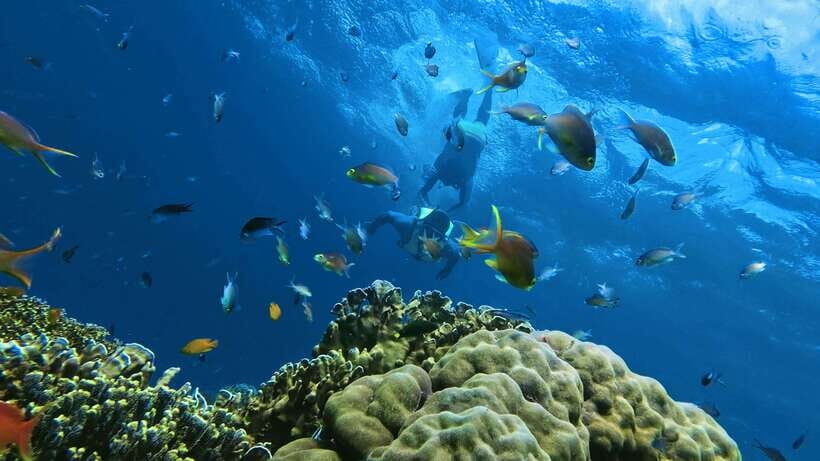 Oslob: Whaleshark Swimming, Inambakan Falls & Moalboal Tour - 3:00 AM Pickup: The Real Rhythm of a South Cebu Day