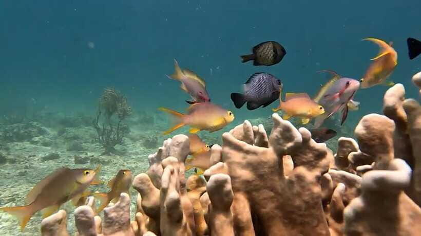 Oslob: Whaleshark Swimming, Inambakan Falls & Moalboal Tour - Who Should Book This Tour (and Who Might Skip It)