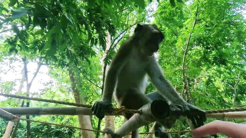 Oslob: Whaleshark Watching, Sumilon Island & Monkey Viewing - Oslob, Sumilon, and Monkeys: Why This Combo Works
