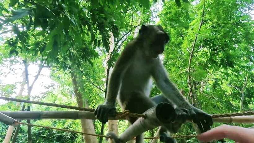 Oslob: Whaleshark Watching, Sumilon Island & Monkey Viewing - Tumalog Falls Stop: A Helpful Break or a Time Sink