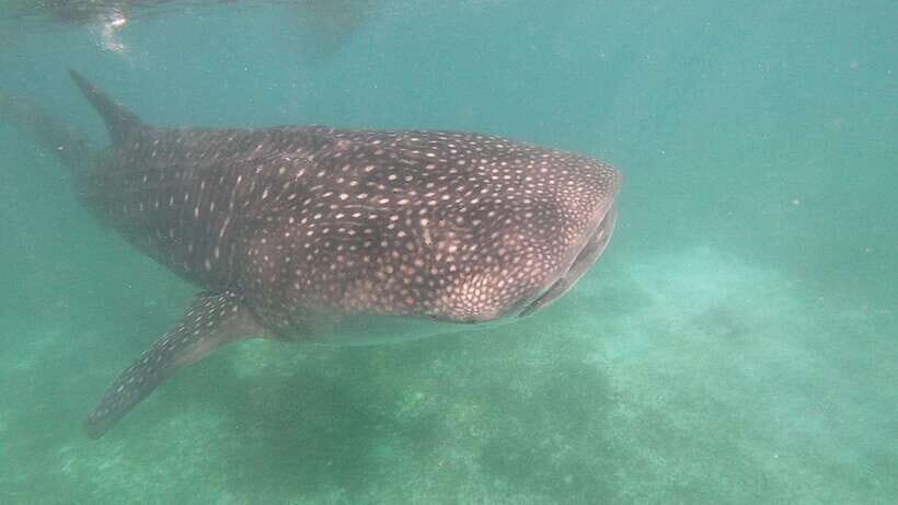 Oslob: Whaleshark Watching, Sumilon Island & Monkey Viewing - Monkey Viewing in Oslob: Short Walk, Big Personal Space Issues