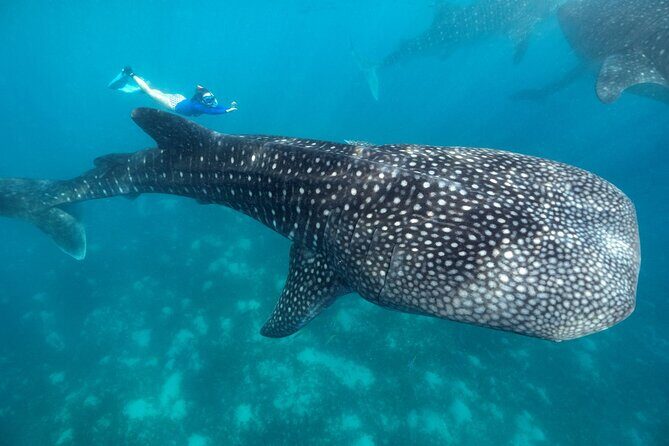 Oslob Whaleshark with Sumilon Island - Sumilon Island and the sandbar swim you’ll remember