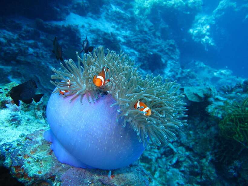 Pamilacan island: Dolphins, snorkel, lunch and walking tour - Key Things You’ll Notice