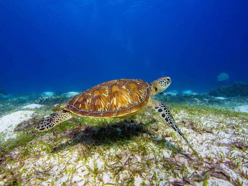 Pamilacan island: Dolphins, snorkel, lunch and walking tour - Dolphin Watching on Pamilacan’s Morning Water