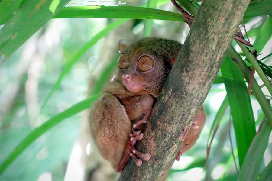 Panglao: Dao, Forests, and Tarsier Sanctuary Tour with Lunch - Key Things I’d Block Time For