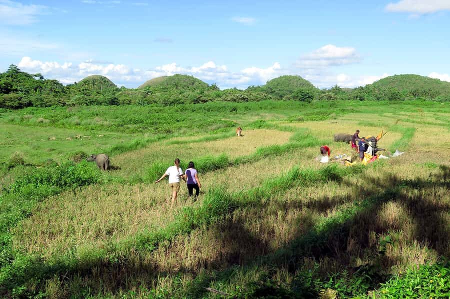 Panglao: Dao, Forests, and Tarsier Sanctuary Tour with Lunch - Panglao to Corella: What the Day Feels Like