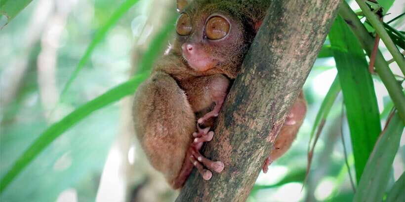 Panglao: Dao, Forests, and Tarsier Sanctuary Tour with Lunch - Who This Tour Best Fits