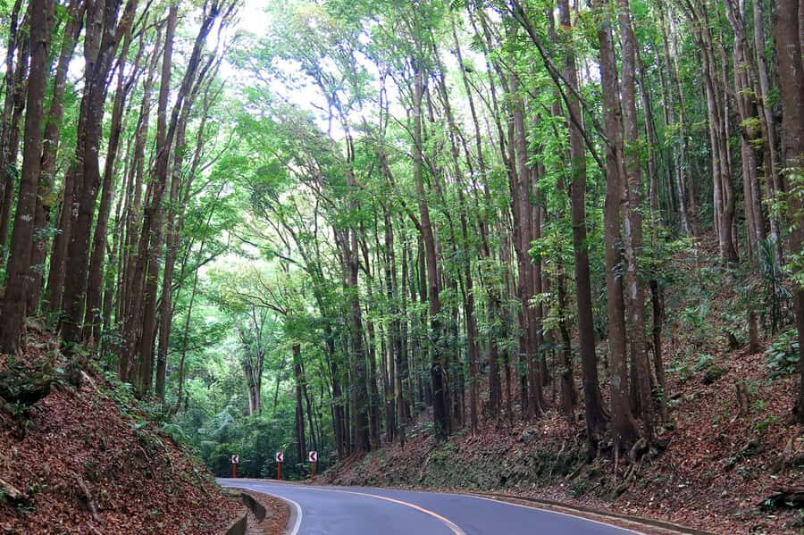 Panglao: Dao, Forests, and Tarsier Sanctuary Tour with Lunch - FAQ