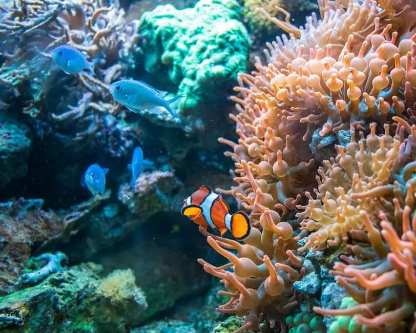 Panglao: Snorkeling at NapalingReef with Sardines Experience - Meeting at Freedive Academy Panglao (You’ll Want to Arrive Early)