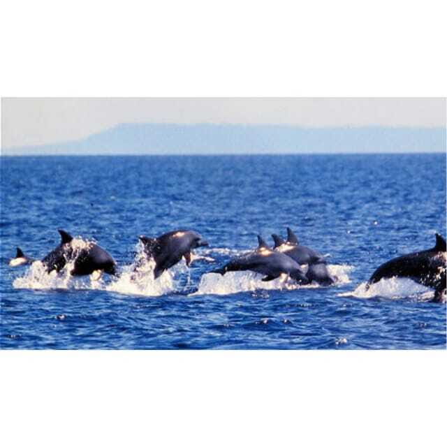 Panglao:Balicasag Island Tour with Turtle & Dolphin Watching - Key things to know before you go