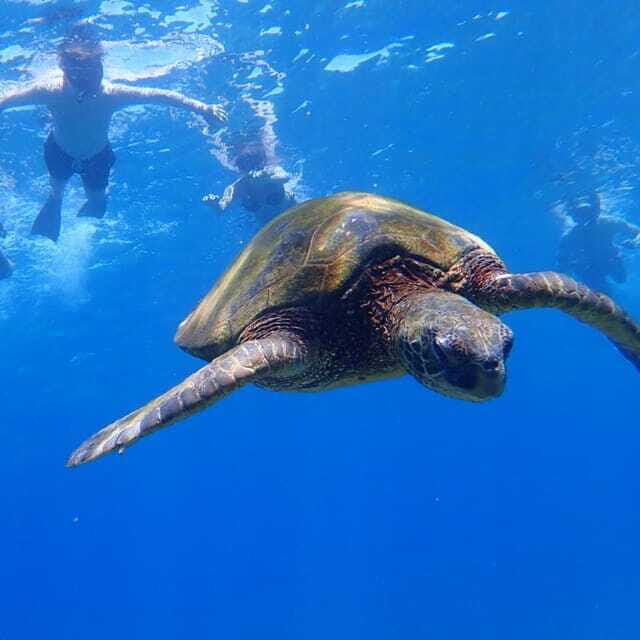 Panglao:Balicasag Island Tour with Turtle & Dolphin Watching - Panglao to Balicasag in 5 hours: why this combo works