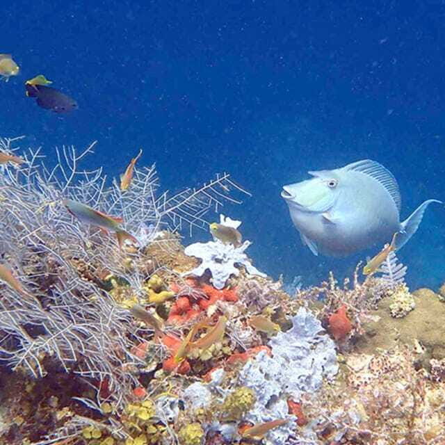 Panglao:Balicasag Island Tour with Turtle & Dolphin Watching - Who should book this tour from Alona Beach