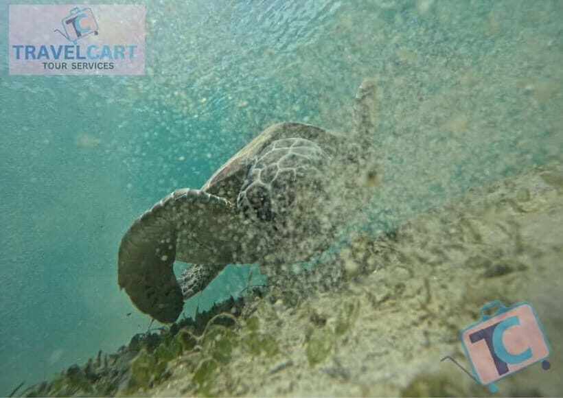 PORT BARTON: Full-day Shared Island Hopping Tour A - Maxima and Exotic Islands: white sand, palm shade, and swim time