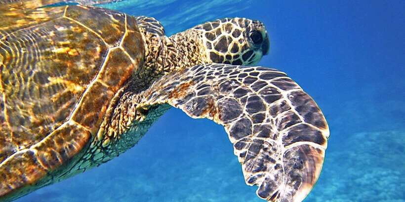 Port Barton: Island Hopping to Turtle Spot & Reef with Lunch - Price and Value: What $36 Buys in Real Snorkeling Time