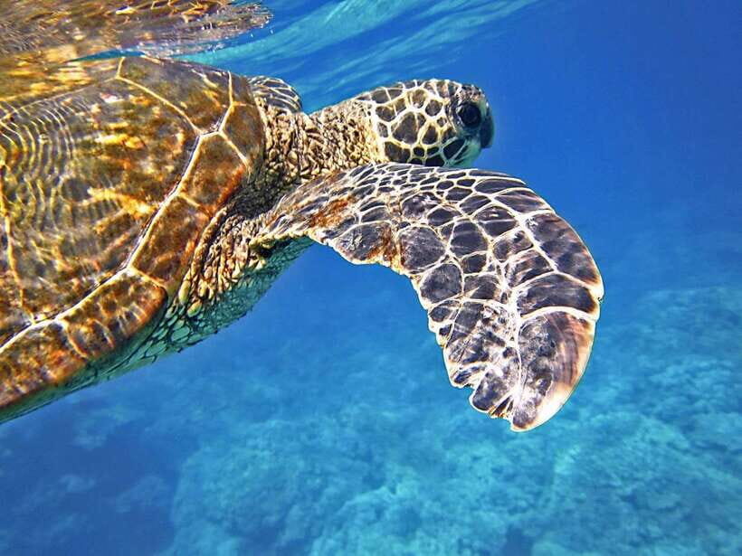 Port Barton: Island Hopping to Turtle Spot & Reef with Lunch - Meeting at the Wharf: Gear, Safety, and the Small-Group Effect