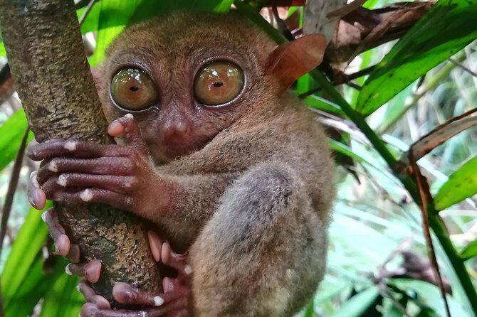 Private Day Trip Cebu to Bohol w/ Chocolate Hills & Loboc Cruise - Loboc River cruise lunch: the slow part that still counts