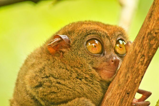 Private Day Trip Cebu to Bohol w/ Chocolate Hills & Loboc Cruise - Optional stops: butterfly center, ATV mud ride, and python encounters