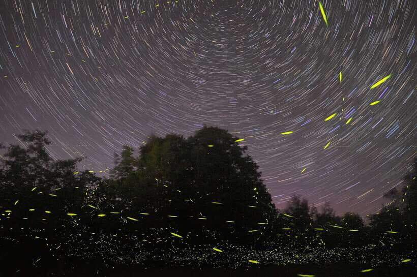 Puerto Princesa: Firefly Watching Bay Cruise with Dinner - Key highlights you’ll care about