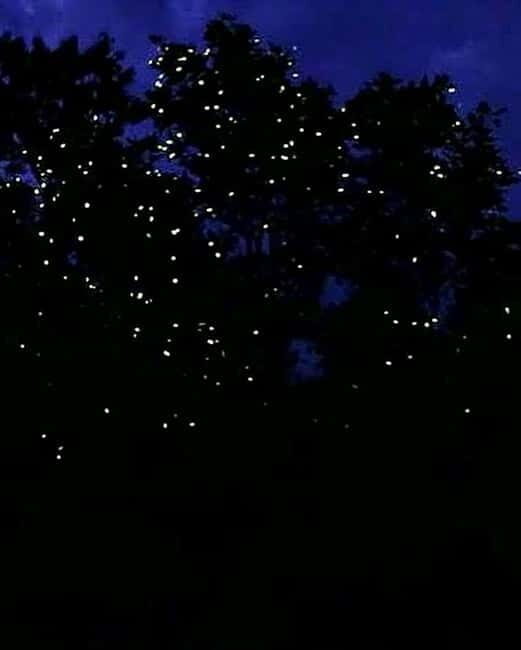 Puerto Princesa: Firefly Watching Tour with Dinner - Key highlights to know before you go