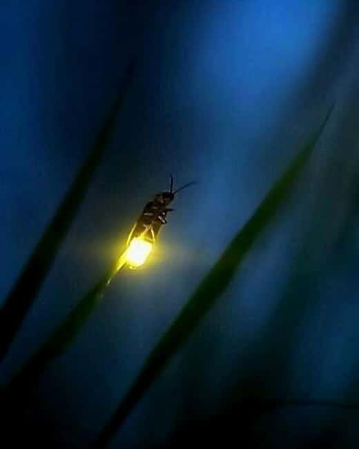 Puerto Princesa: Firefly Watching Tour with Dinner - Why Iwahig River fireflies feel almost unreal at night