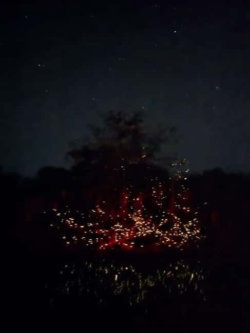 Puerto Princesa: Firefly Watching Tour with Dinner - Pickup from Puerto Princesa: the timing matters more than you think