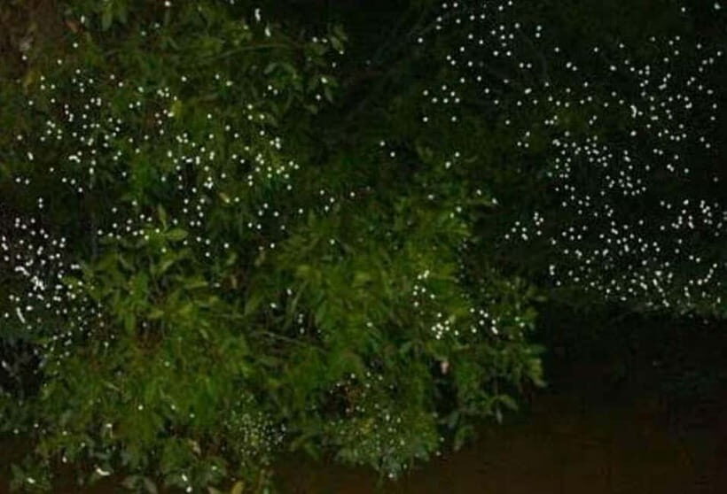 Puerto Princesa: Firefly Watching Tour with Dinner - What to bring, and what the tour asks you not to do