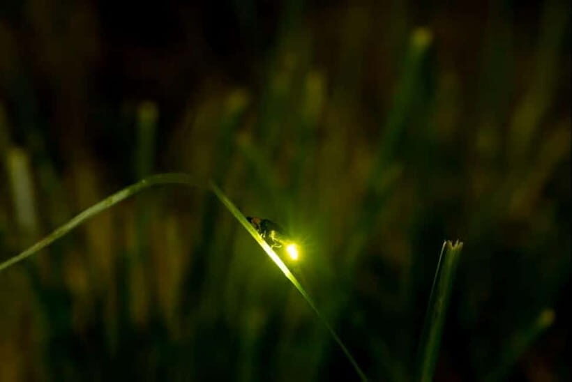 Puerto Princesa: Firefly Watching Tour with Dinner - Who should book this firefly and dinner tour (and who should skip it)