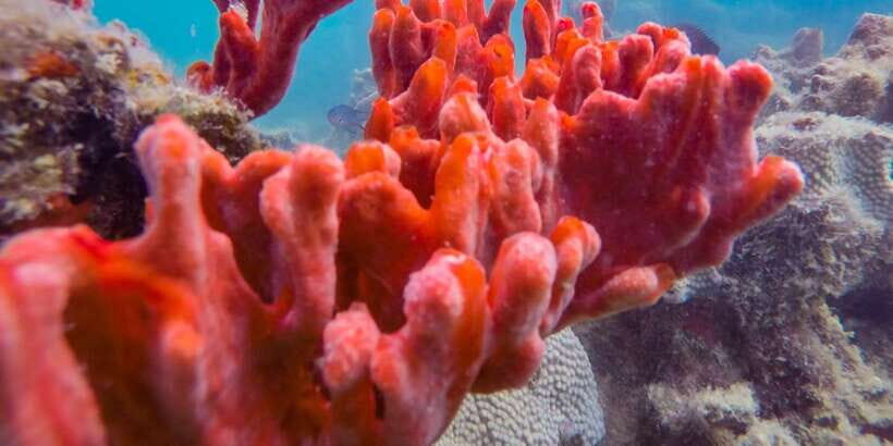 Puerto Princesa: Private Honda Bay Island Hopping Tour - Timing and weather: Why an 8-hour day can feel short