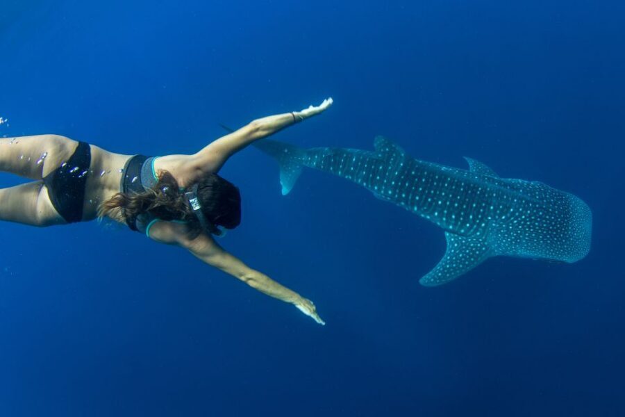 Puerto Princesa: Swim with Whale Sharks Boat Cruise - Key things that make this tour work