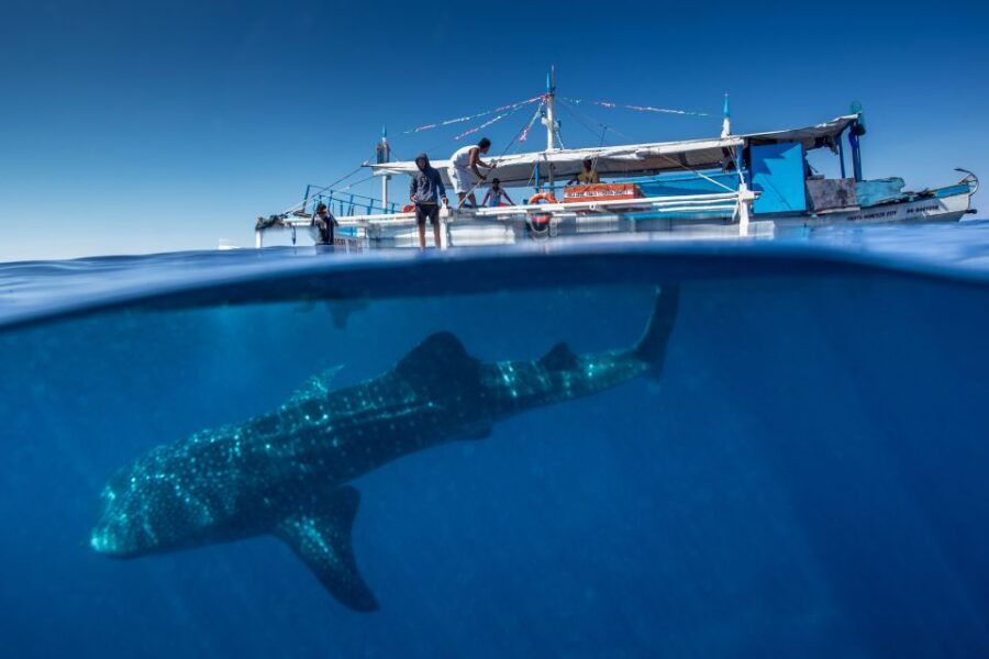 Puerto Princesa: Swim with Whale Sharks Boat Cruise - Puerto Princesa Whale Shark Swim: what makes it special