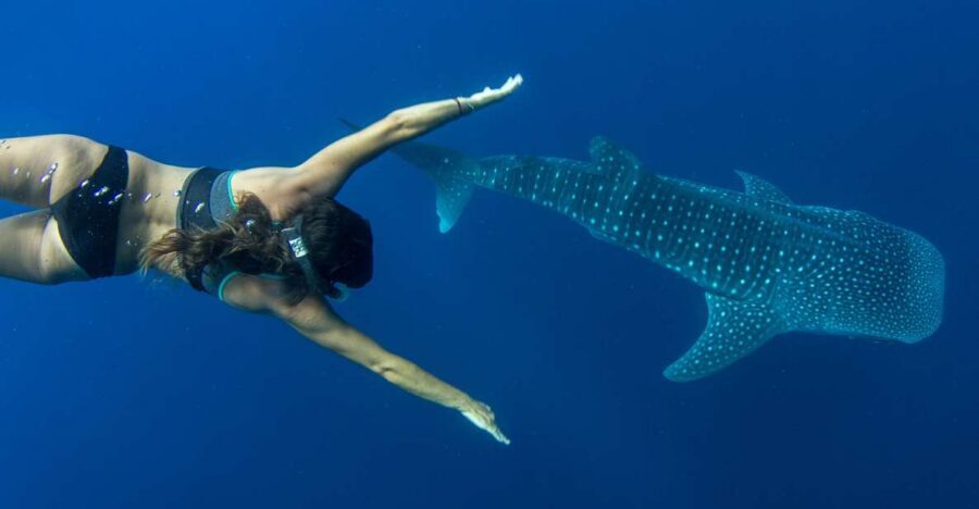 Puerto Princesa: Swim with Whale Sharks Boat Cruise - How the whale shark search is run: local intel and boat repositioning