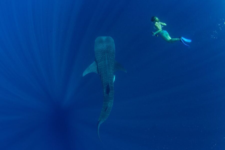 Puerto Princesa: Swim with Whale Sharks Boat Cruise - Weather, sea conditions, and sighting uncertainty
