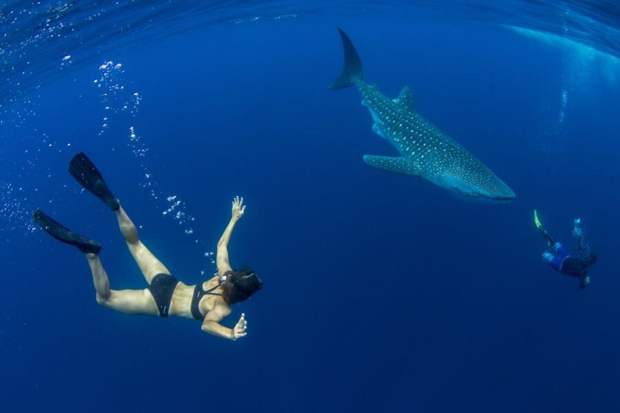 Puerto Princesa: Swim with Whale Sharks Boat Cruise - Timing and hotel pickup: a very full 6.5 hours