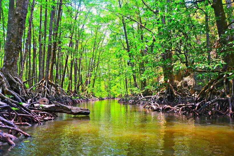 Puerto Princesa: Underground River, Zipline, Paddleboat Tour - Price and value check: what $77 does (and what it doesn’t)