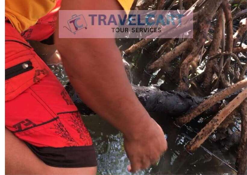 Shared Underground River with Mangrove Paddle Boat & LUNCH - Tamilok Tasting: For Adventurers Only